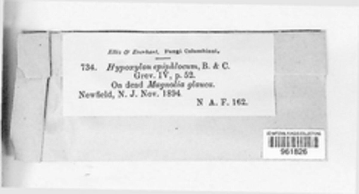 Hypomontagnella monticulosa image